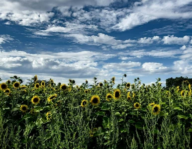 Miniatura: Przysłowia polskie z miesiącami. Chylimy...