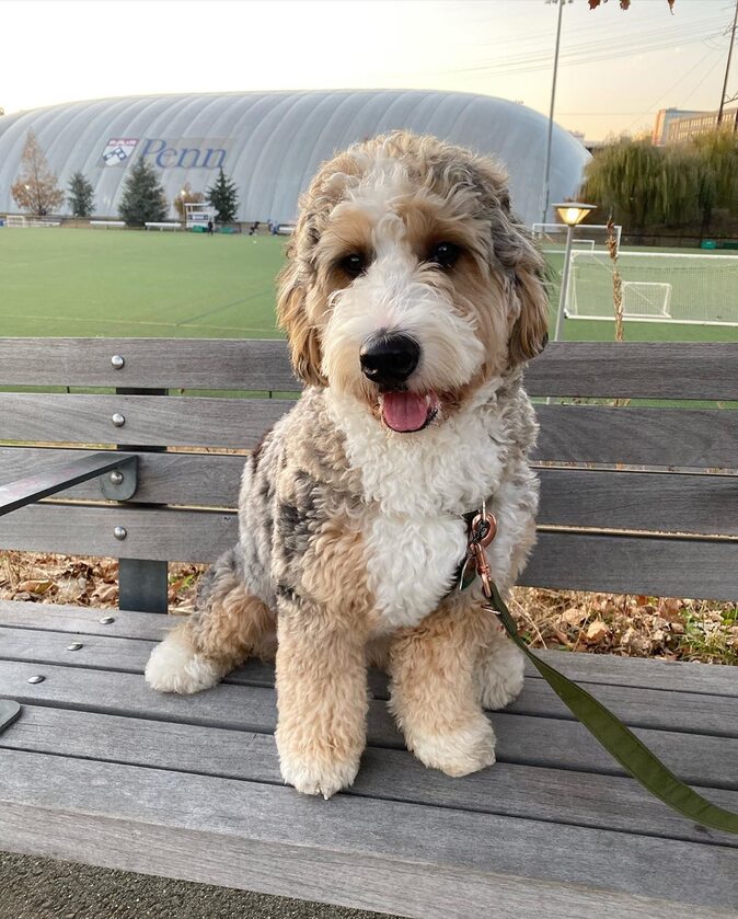 Bernedoodle Darwin 