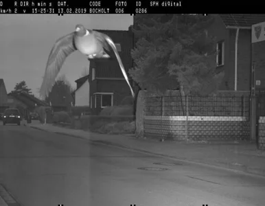 Miniatura: Przekroczył prędkość, fotoradar zrobił mu...