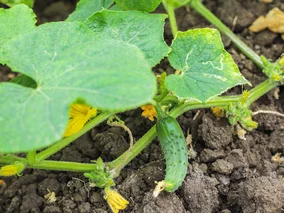 Miniatura: Wysiej ogórki w tym nietypowym podłożu....