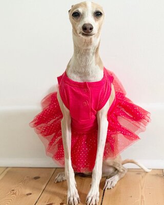 Miniatura: Sukienki, golfy, nakrycia głowy. To...