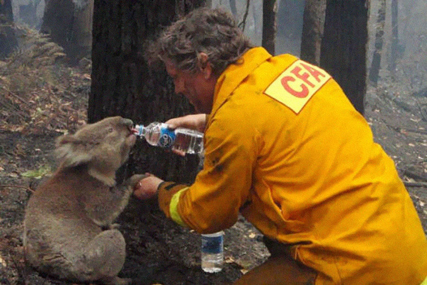 Strażak podaje wodę koali podczas pożaru w Australii w 2009 r. (fot. epicdash.com)