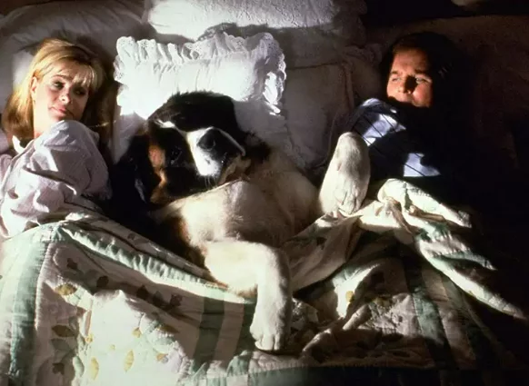 Znasz aktorów na czterech łapach? Sprawdź się w quizie o filmowych psach