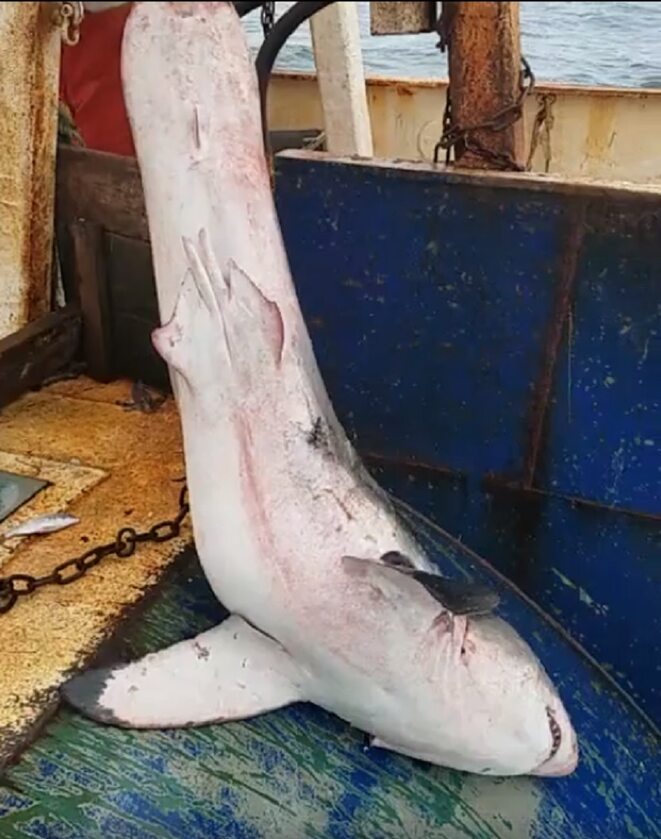 Rekin biały złapany przez rybaka 