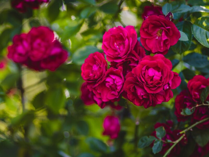 Róże w ogrodzie