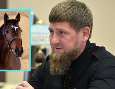 Czeska policja poszukuje konia Ramzana Kadyrowa. Kiedyś próbowano zabrać...