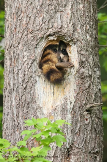 Finaliści konkursu Comedy Wildlife Photo Awards 2021 