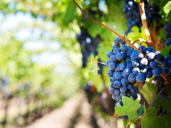 Francuzi zniszczą tysiące litrów wina. Powód jest trudny do...