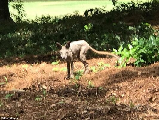 Miniatura: El chupacabra? Tajemnicze zwierzę w...