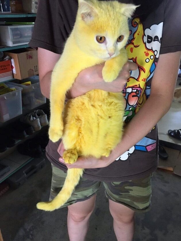 Żółty kot Ka-Pwong 