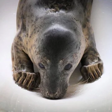 Foka uratowana przez organizację Seal Rescue Ireland 