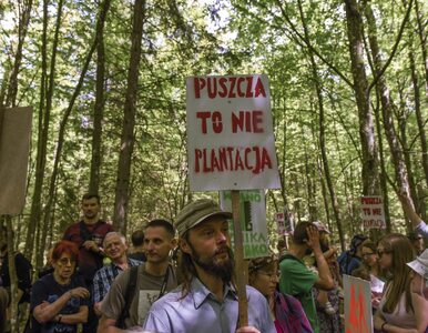 Miniatura: Polska może uniknąć kar za wycinkę drzew w...