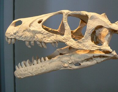 Miniatura: „Bezgłowy dinozaur zyskał czaszkę”. To...