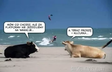 Memy po zapowiedziach o programie "500 plus dla krów" 