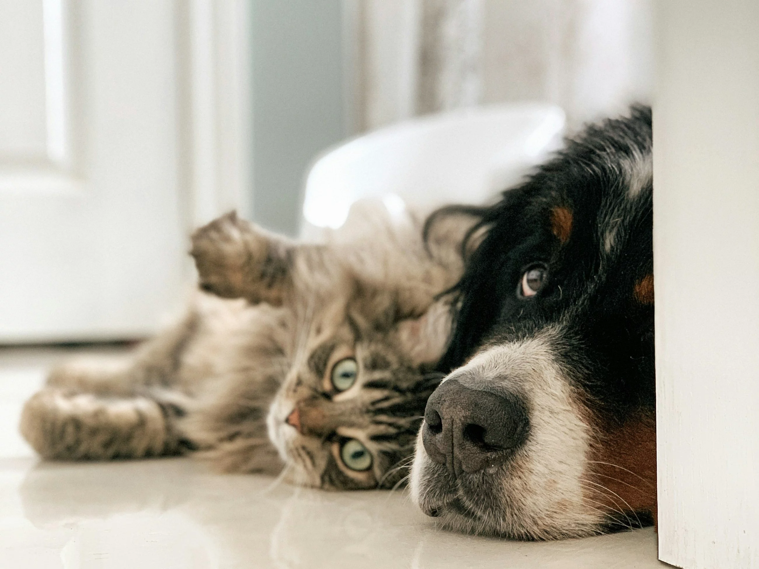 Jakie zwierzę domowe w Tobie drzemie? Psychotest