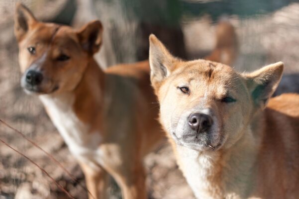 Miniatura: Śpiewający pies z Nowej Gwinei