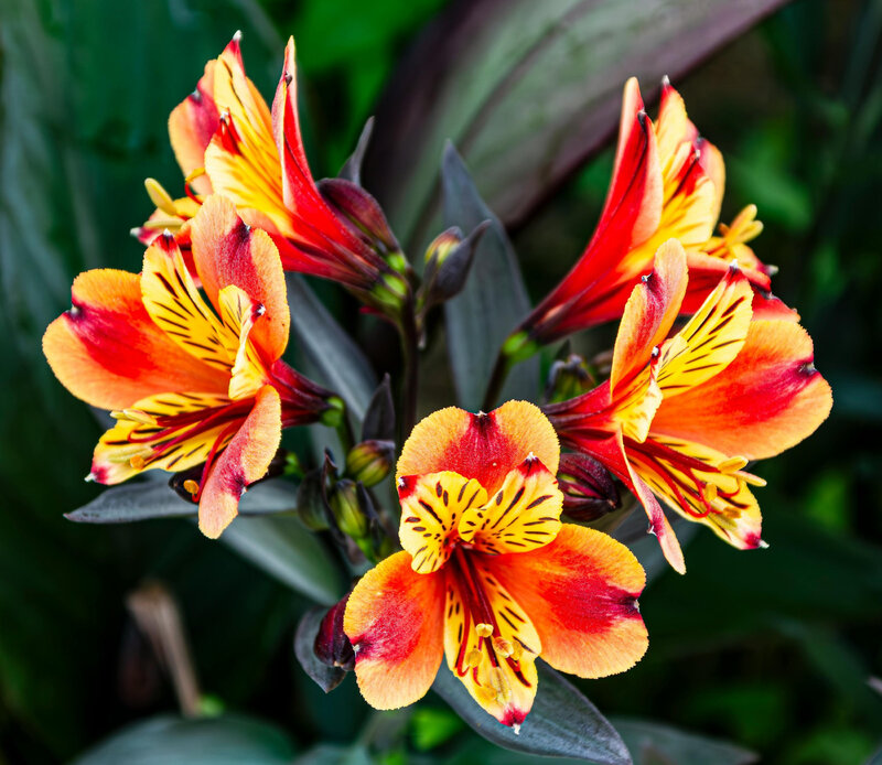 Alstroemeria
