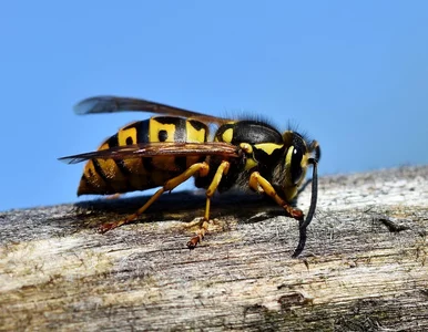 Miniatura: Tego lata osy wyjątkowo aktywne. Wypróbuj...