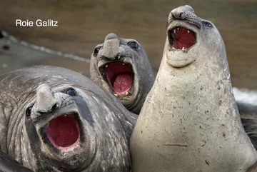 Finaliści konkursu Comedy Wildlife Photography Awards 