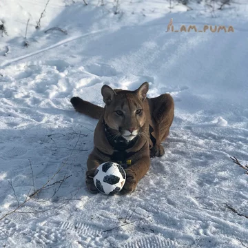 Puma Messi 