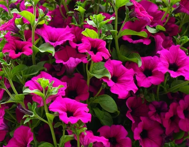 Miniatura: Zapomnij o bratkach. Teraz ten kwiat robi...