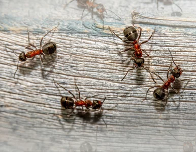 Miniatura: Najpierw pęcznieją, a potem giną....