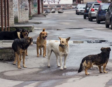 Miniatura: Turystka zagryziona przez bezpańskie psy w...