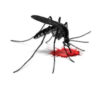 Miniatura: W Polsce ludzie umierają na malarię