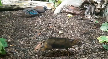 Kanczyl z warszawskiego zoo 