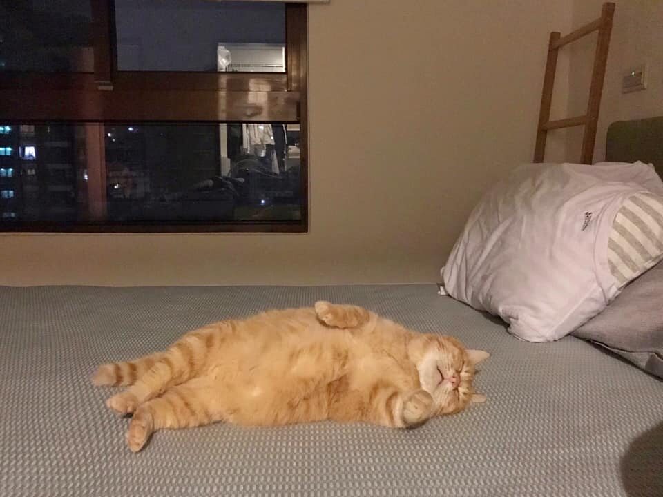 Fat Xiang, śpiący kot 