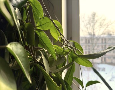 Miniatura: Wlej to zimą do doniczki. Hoya zacznie...