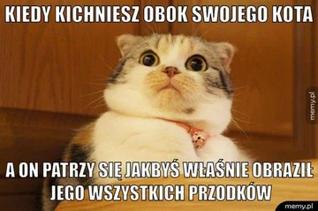 Kot najbardziej memicznym ze zwierząt? 