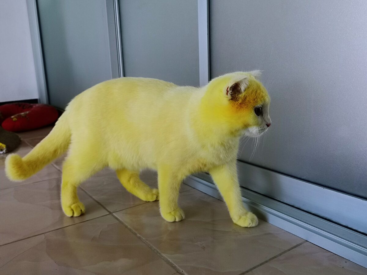 Żółty kot Ka-Pwong 