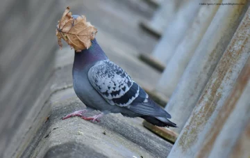 Finaliści konkursu Comedy Wildlife Photo Awards 2021 