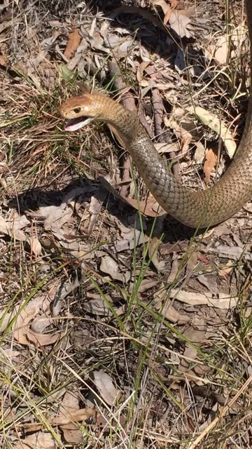 Wąż złapany przez pracowników firmy Brisbane Snake Catchers 