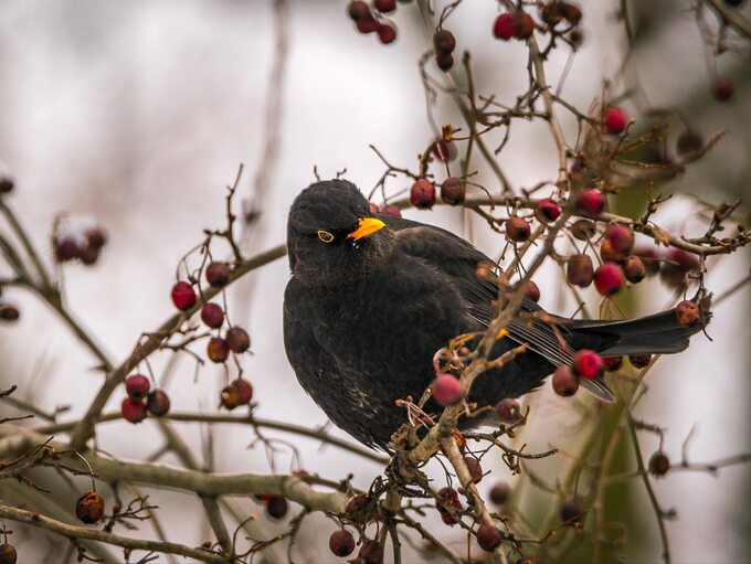 Owoce na zimowych krzewach to prawdziwy ptasi przysmak