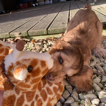 Cocker spaniel Winnie 