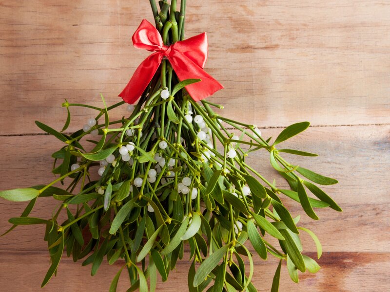 Jemioła to symbol miłości i świątecznej magii, ale niektóre jej gatunki mogą być niebezpieczne dla zwierząt domowych