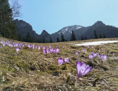 Miniatura: Czy można iść na wycieczkę w Tatry? Władze...