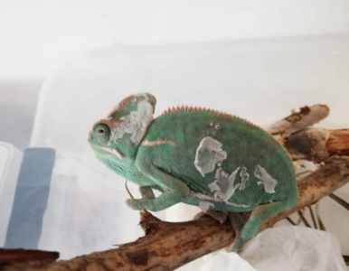 Miniatura: Mężczyzna chciał sprzedać egzotyczne...