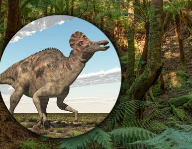 Miniatura: Prehistoryczny bas i ptasie trele. Badacze...