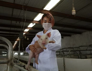 Miniatura: Największy chlew świata mieści się w......