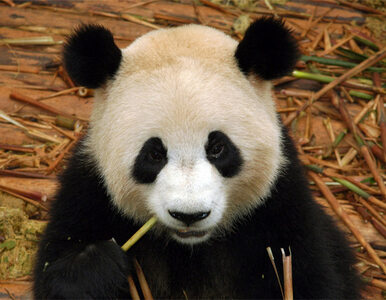 Miniatura: Słynna panda znika z ekranu