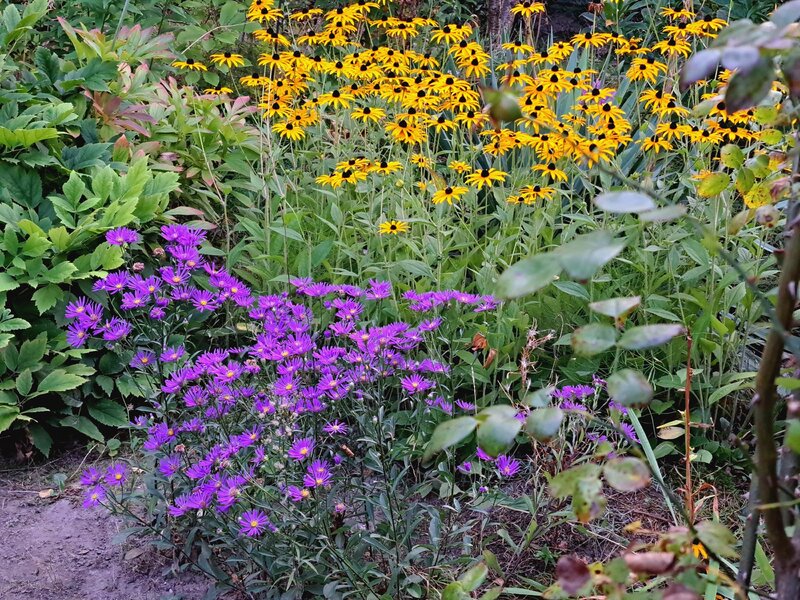 Marcinki na ogródkach działkowych ROD