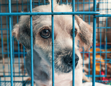 Miniatura: Piekło zwierząt za publiczne środki. NIK...