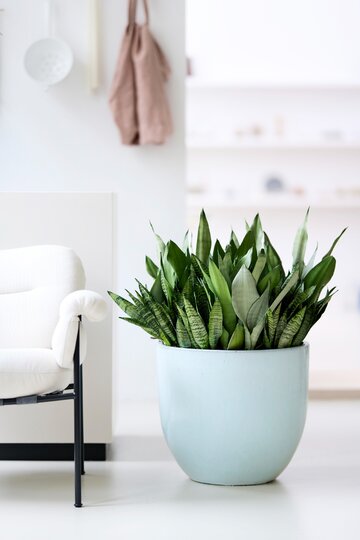 Sansevieria