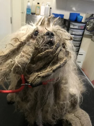 Shih-tzu Marley 