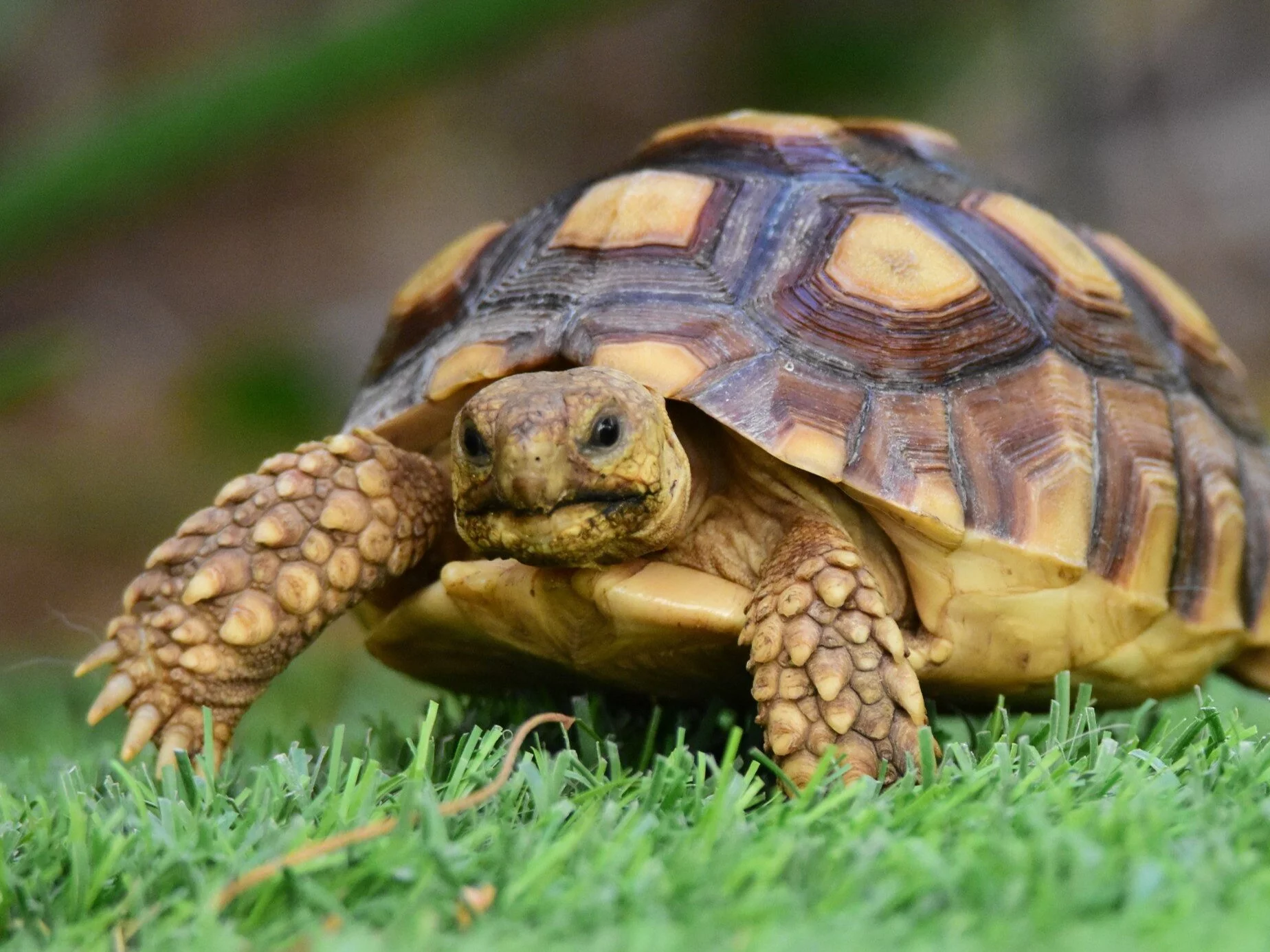 Banalny QUIZ ortograficzny. Nie zdobyć 10/10 to wstyd