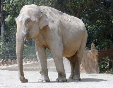 Miniatura: Słoń uznany za "dziedzictwo narodowe" Indii