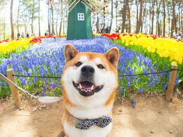 Hachi 